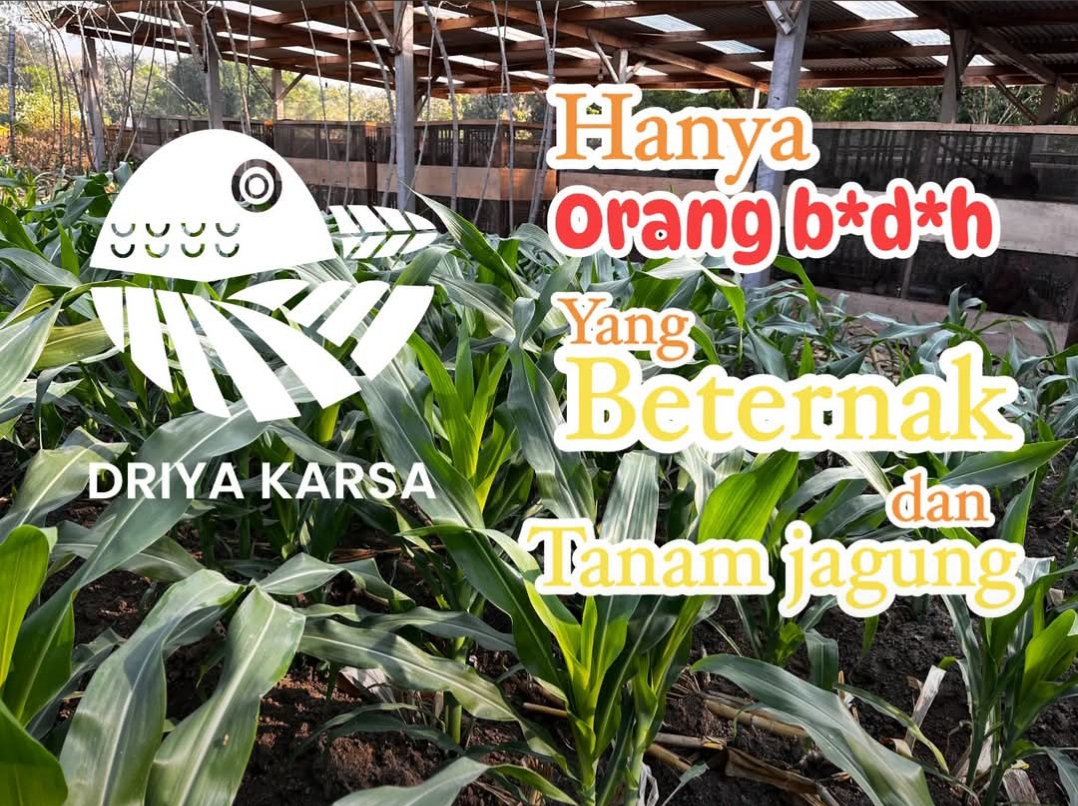 Tanam Jagung dan Pelihara ayam kampung (intregated) by driyakarsa